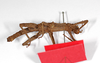 CollectionObject 1562227; a58ba5bd-848a-4ed4-a2b4-73916533b18f: Copyright MNCN, Madrid. male, ventral view (syntype). (CollectionObject).;CollectionObject 1562228; 04fc29ef-48b7-4a14-bdec-ef4159c0b62c: Copyright MNCN, Madrid. male, ventral view (syntype). (CollectionObject).