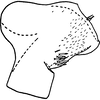 Pygofer, lateral view on Edwardsiana nigripennis Christian, 1953: Pygofer, lateral view. (Observation).