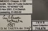 Other on Cuitlana venusta (Stål, 1864): Labels. (Observation).