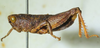 CollectionObject 1498692; 66c7d17b-c0e7-4003-bd27-74045187e68d: male, lateral view. (CollectionObject).