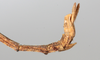 CollectionObject 1560991; NMW 227, 7fa38c3f-f13b-4740-bc05-bac1a831a840: copyright NMW, Vienna. female: end of abdomen, lateral view (holotype). (CollectionObject).
