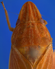 Head on Coelogypona venosella DeLong & Freytag, 1966: Male [DZRJ]: head, pronotum and mesonotum, dorsal view. (Observation).