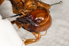 CollectionObject 1532484; d5bf0df3-3594-4eaf-923b-15ef81833a40: female, lateral view (holotype). (CollectionObject).
