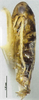 Habitus, lateral view: (Observation).