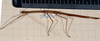 CollectionObject 1597610; f6b29b1d-798a-4c82-8ad3-fd1578c0727b: copyright ANIC. female, dorsal view (paratype). (CollectionObject).