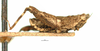 CollectionObject 1567895; 7bc0a92b-8561-488b-9b9d-04b891988bf1: male, lateral view (lectotype). (CollectionObject).