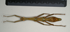 CollectionObject 1561006; 1d6efdb3-a308-4398-98ec-401eaa746619: copyright MIZ, Warsaw. female, ventral view of synonym Periphetes sangirensis (syntype). (CollectionObject).
