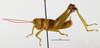 CollectionObject 1588734; 11249372-3d4f-4465-9e00-f34d74f9520e: male, lateral view. (CollectionObject).