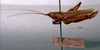 CollectionObject 1503311; MBBJ 3224888, 2a6043ce-6dac-4873-900f-02923f6dff9c: female habitus lateral view (paratype). (CollectionObject).
