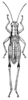Melanoplus gracilis (Bruner, 1876): Fig. 125. male, dorsal view (body length 14-16 mm). (Otu).