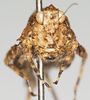 CollectionObject 1577216; 47045a40-c1ee-4db1-bf5b-7d94cbf0574e: female, frontal view. (CollectionObject).
