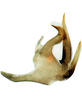 Aedeagus, lateral view: <i> C. reducta</i> Hamilton. Aedeagus in lateral aspect (holotype). <br>Canada, Manitoba, Internatinal Peace Gardens,Turtle Mtn. Forest Reserve, CNC.<br> Photo: S. Krishnankutty. (Observation).