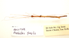CollectionObject 1560038; f39289b9-11b2-460c-8e56-308ee44bff1d: copyright ZRC Singapore. male Presbistus fragilis Seow-Choen, 2000, dorsal view (holotype) [renamed as Necroscia ischnotegmina Bragg, 2005]. (CollectionObject).