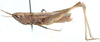 Keya capicola Uvarov, 1941: female, lateral view. (Otu).