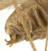 CollectionObject 1529767; ac3f7009-db4d-49a9-bfb9-8955277e2dd9: male cerci (holotype). (CollectionObject).