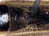 CollectionObject 1531535; 6a6e5aee-c08f-4ea4-a82b-dc30dabdc301: male stridulatory area (syntype). (CollectionObject).