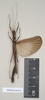 Eurybistus fallax Bragg, 2001: copyright Natural History Museum, London. female (paratype). (Otu).