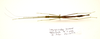 CollectionObject 1595876; 7e2b8d15-0e74-4831-8812-6ab403a08d0e: copyright LKCNH Singapore. female, dorsal view (holotype). (CollectionObject).