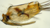 Pygofer, lateral view: (Observation).