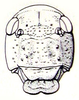 Bullacris serrata (Thunberg, 1810): Fig. 17.4. female face. (Otu).