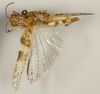 CollectionObject 1527201; 1bb3500e-be35-4f72-a7e6-1467ca8eb0c5: male, dorsal view (holotype). (CollectionObject).