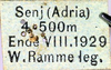 CollectionObject 1536324; 478e2a77-bc3f-47d9-9ba9-ec6687ac2341: label (holotype of Pholidoptera brachynota). (CollectionObject).
