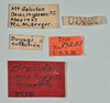 CollectionObject 1557493; 8f0ee6a6-9c88-4a79-ab36-6ed3d5d77847: copyright USNM, Washington. (CollectionObject).