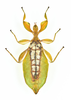 CollectionObject 1586482; 92dd25be-86b6-4562-9d3b-7f8bfd4968b9: copyright IMQC. female, ventral view (holotype). (CollectionObject).