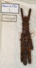 CollectionObject 1558870; b22fb7a4-cae3-4e9f-87a8-b79aa6e53a88: copyright St. Petersburg. male, dorsal view (syntype). (CollectionObject).