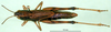 CollectionObject 1501443; 656e8ad7-487c-45c6-a7dc-977b2c50996f: female, dorsal view (lectotype of Chorthippus parallelus var. caffra). (CollectionObject).
