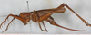 CollectionObject 1564229; 903f505e-5e8f-4c0f-9682-c21eb17b77d6: female, lateral view. (CollectionObject).