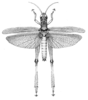 Oxya serrulata serrulata Krauss, 1890: Pl. XLV, Fig. 8. male, dorsal view (body length 22-25 mm, pronotum 4.5-5 mm, tegmina 18-20 mm). (Otu).