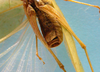 CollectionObject 1542801; 9d62cdf0-adbb-4f00-a70b-043f14a999ef: male, apex of the abdomen (holotype). (CollectionObject).