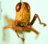CollectionObject 1589648; 98276269-0002-4a2b-9cea-5d9164080e9c: female, frontal view (allotype). (CollectionObject).
