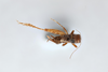 CollectionObject 2869074; 87aec695-a442-47c6-a227-adf8e3b3c232, CNCI 1155122: Neonemobius palustris palustris. (CollectionObject).