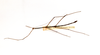 CollectionObject 1557477; ac75681d-c3f1-4457-941a-816338051fc4: copyright ETHZ. male, dorsal view of synonym Bostra reductedentata (syntype). (CollectionObject).
