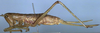 Hemisaga denticulata (White, 1841): female, lateral view (paralectotype). (Otu).