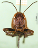 CollectionObject 1501160; 014955bc-6c94-4eeb-8b02-ebaf5b188781: female, frontal view (syntype). (CollectionObject).