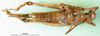 CollectionObject 1501449; 1d654f64-ee9a-48b7-bc89-fb754bd158ed, MfN 1683: male, ventral view (holotype). (CollectionObject).