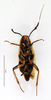 CollectionObject 1587674; MNHN(SF IMPORT DUPLICATE) MNHN-EP-EP1849, e82db171-236e-4070-928d-4eff76c41bbb: CC BY-NC-ND 4.0/MNHN - Depraetere Marion - 2014. Non type, female. Specimen number: MNHN-EP-EP1849. http://coldb.mnhn.fr/catalognumber/mnhn/ep/ep1849. (CollectionObject).