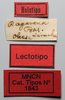 CollectionObject 1535554; 425e0fbb-df14-4afb-b526-44b234fc93db: labels (lectotype). (CollectionObject).