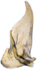 Subgenital plate, ventral view on Andanus tambopixunensis Pinedo-Escatel, Dietrich & Zahniser, 2022: ventral view. (Observation).