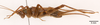 CollectionObject 1477843; a1aa5fe7-8182-4931-9db1-504a76fca5cc: male, lateral view (holotype). (CollectionObject).