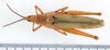 CollectionObject 1583253; be4a2b04-6d85-45c4-b935-e00705224580: female, dorsal view (paralectotype). (CollectionObject).