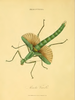 Platycrana viridana (Olivier, 1797): Plate 10, Donovan, 1800. Mantis viridis. (Otu).