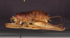 CollectionObject 1565385; 75cde9f3-1800-43ae-ac3d-97404a90be05: male, lateral view (holotype). (CollectionObject).