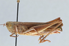 CollectionObject 2800390; CNCI 983009, 6b4e5d31-1bad-4841-a06f-664b7bc737cd: Amblytropida mysteca. female, lateral view. (CollectionObject).