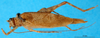CollectionObject 1575846; b93abbe0-f4b8-417e-bd86-cc53e66534c2: male, dorsal view (paratype). (CollectionObject).