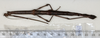CollectionObject 1557632; NMW 644', f83f2320-a0b3-4996-b0f6-9fc414f2ffba: copyright NMW, Vienna. female, dorsal view (syntype). (CollectionObject).