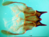 CollectionObject 1566857; e7f35a43-d196-4cde-ba4c-7b091f096bd9: phallus, ventral view (paratype). (CollectionObject).